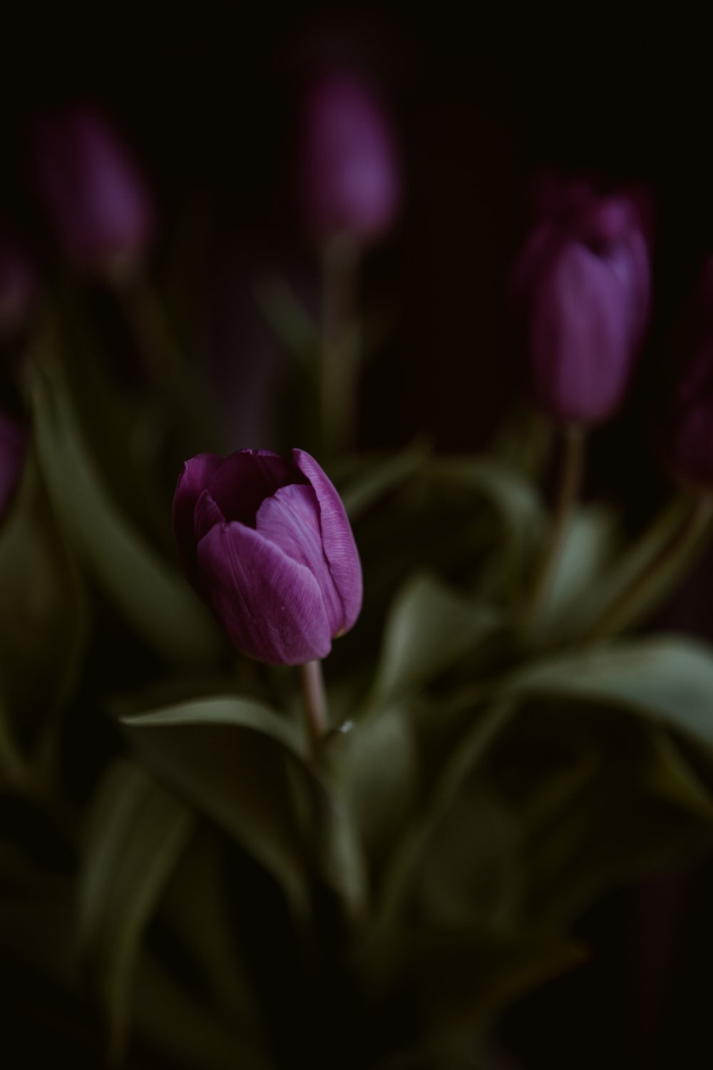 purple flower in tilt shift lens photo