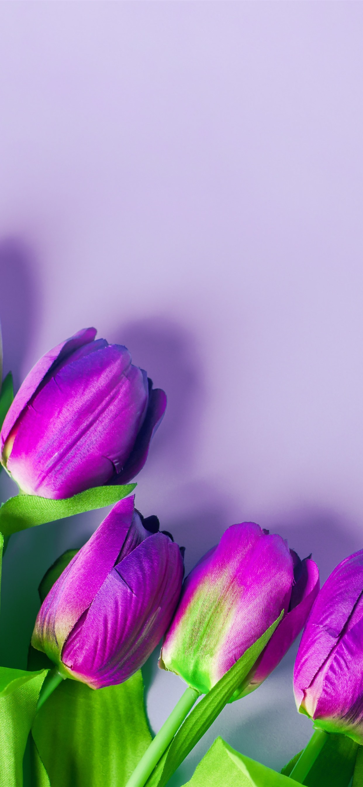 Purple Tulips, Flowers, Light Pink Background 1242x2688 IPhone 11 Pro XS Max Wallpaper, Background, Picture, Image