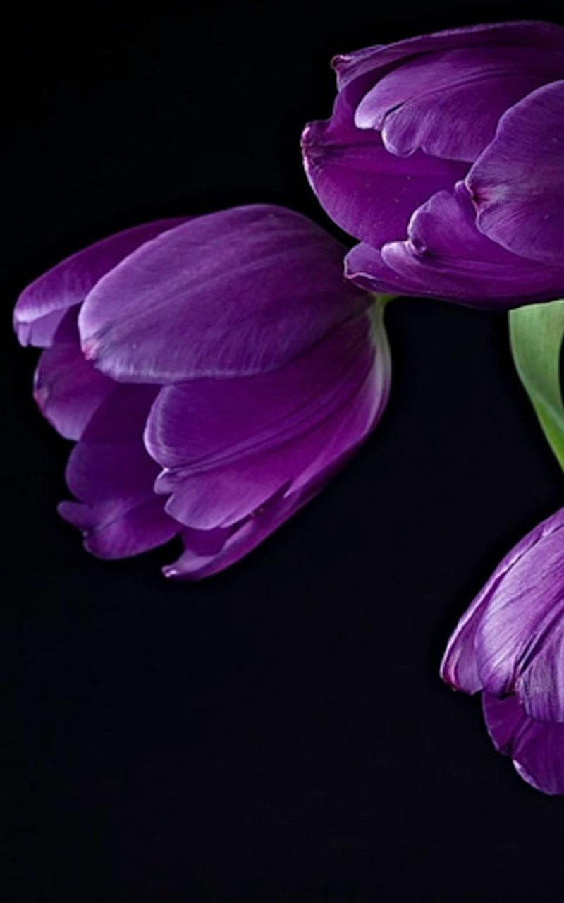 HD Purple Tulips Wallpaper for Android