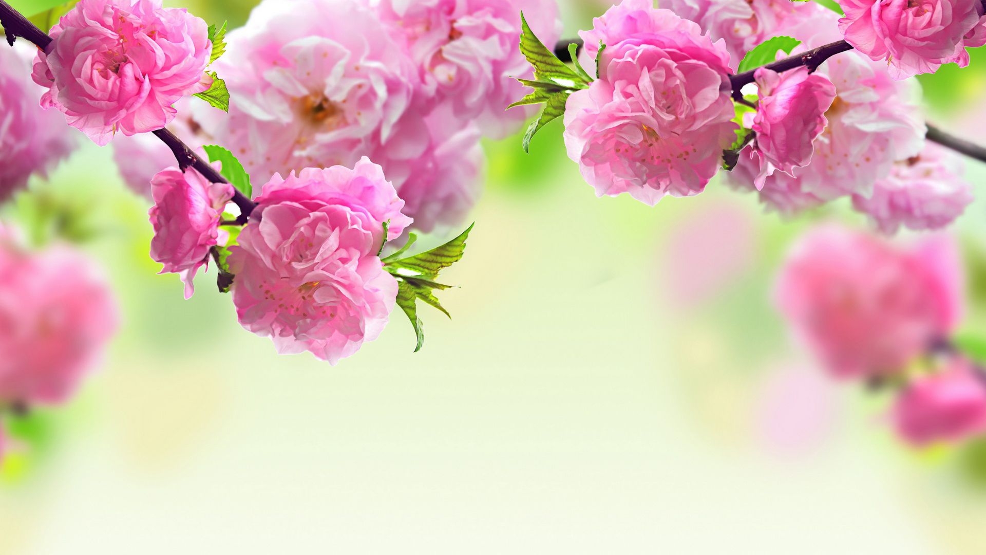 Image de fleurs de printemps'atelier des fleurs. Spring flowers wallpaper, Spring flowers background, Spring wallpaper