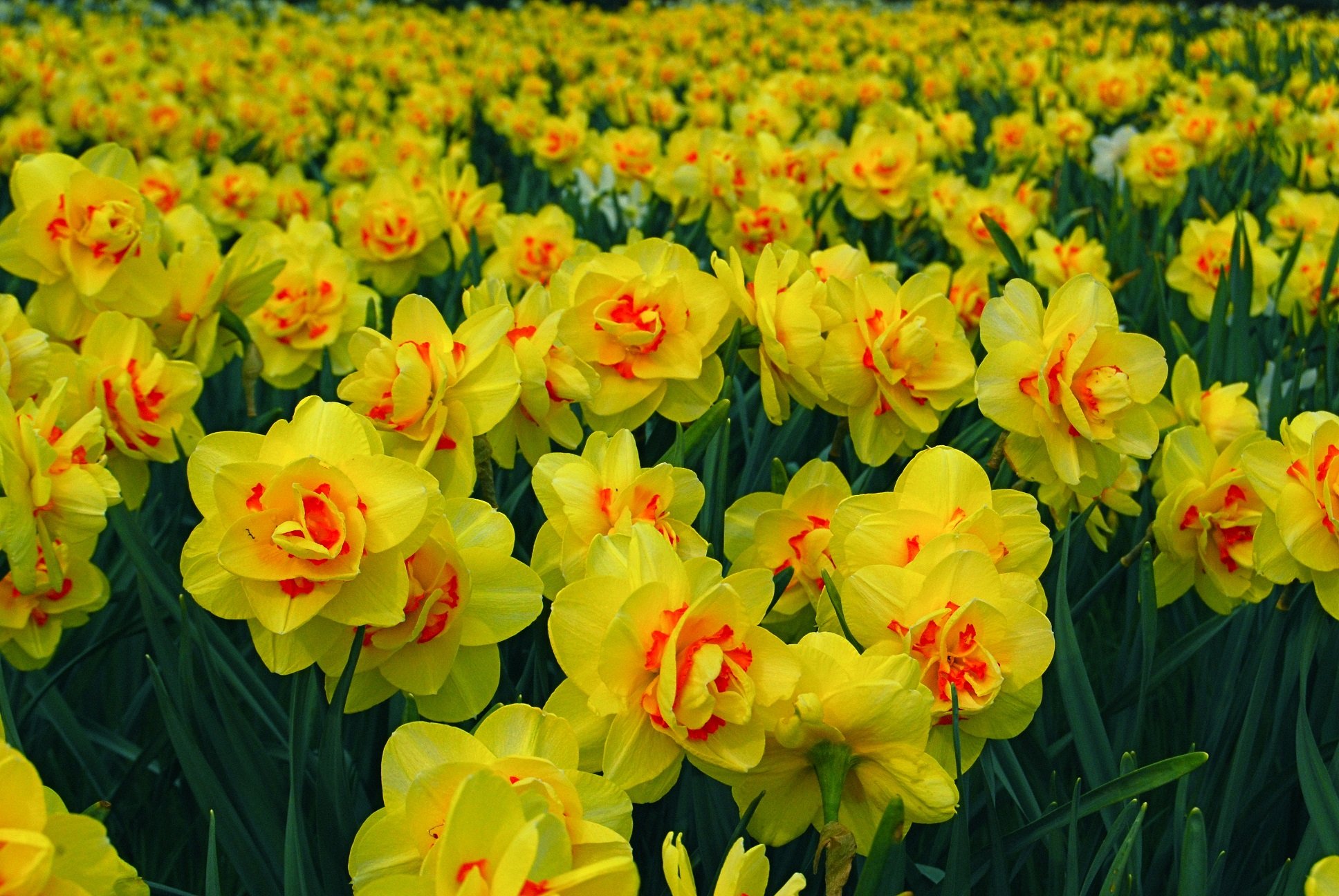 string, Printemps, Tree, Campaign, Season, Nature, Landscapes, Wallpaper, Insects, Flowers Wallpaper HD / Desktop and Mobile Background