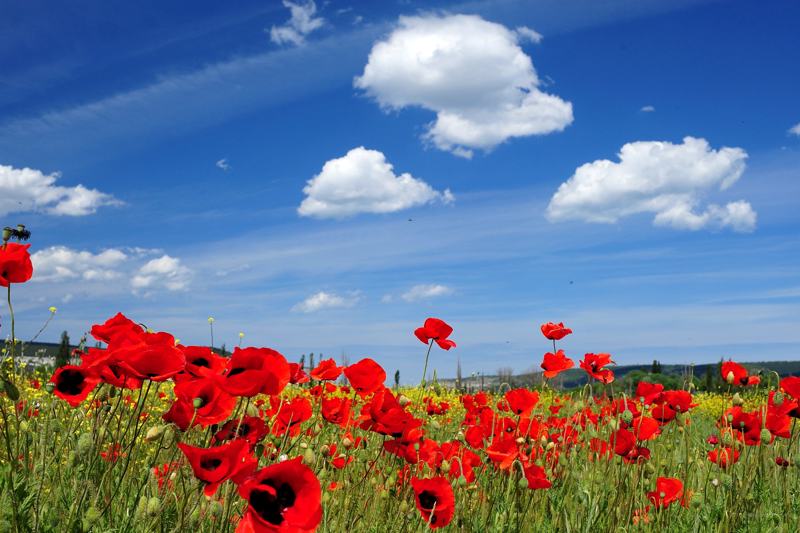 Surface Wallpaper Ecrans Fleurs Printemps