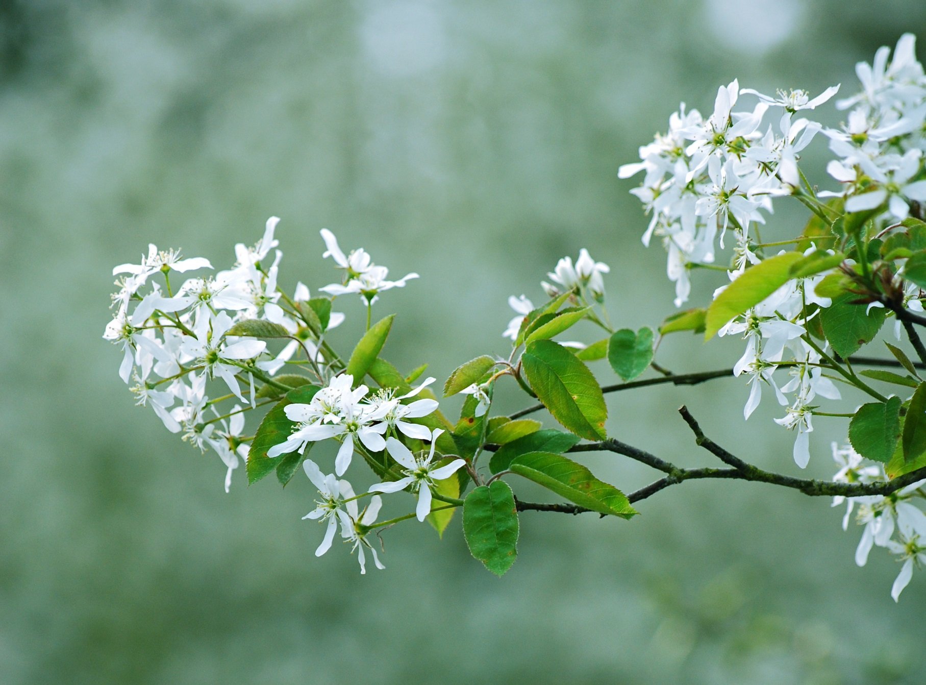 string, Printemps, Tree, Campaign, Season, Nature, Landscapes, Wallpaper, Insects, Flowers Wallpaper HD / Desktop and Mobile Background