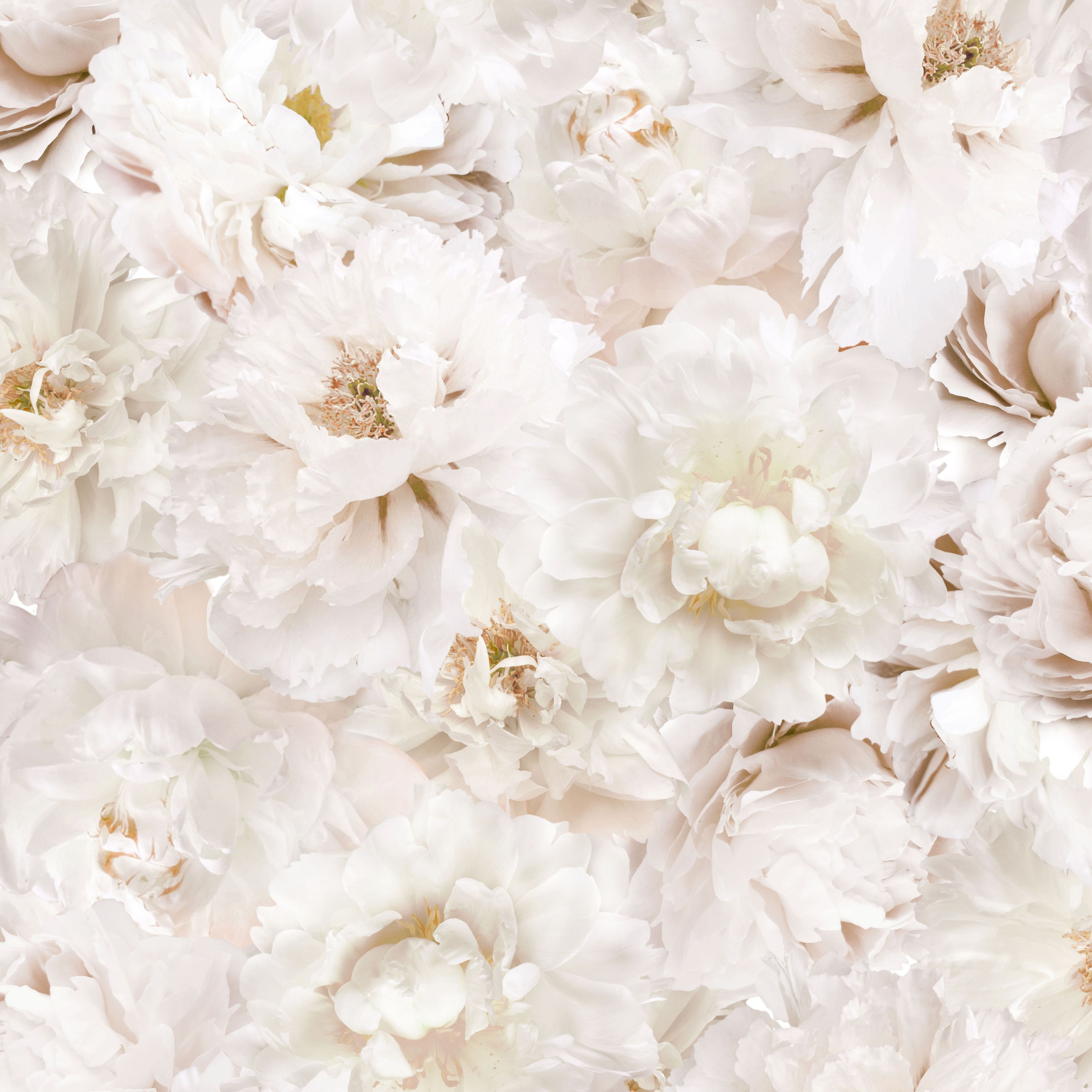 White Floral Wallpaper Free White Floral Background