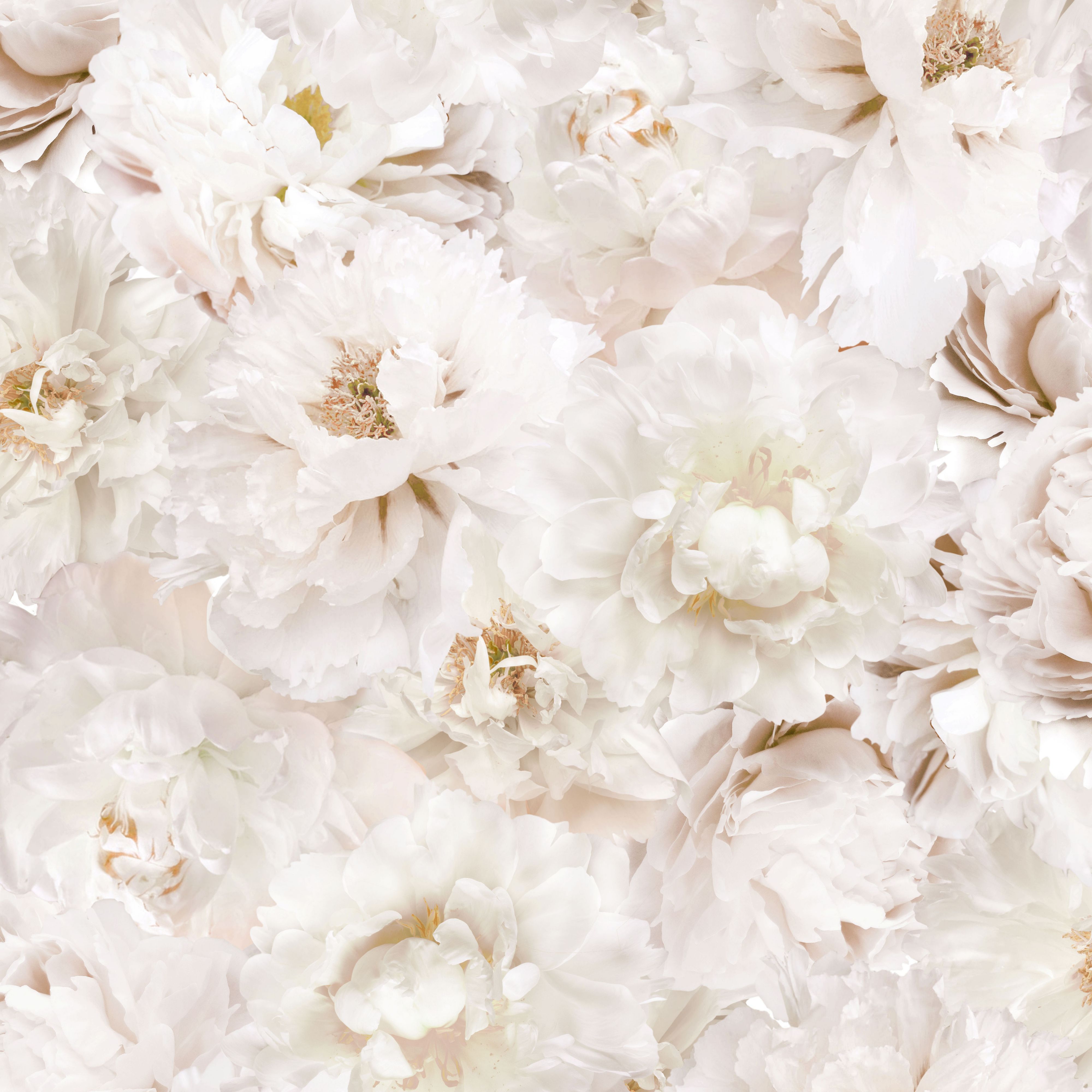 Beige Flower Wallpapers Wallpaper Cave 2458