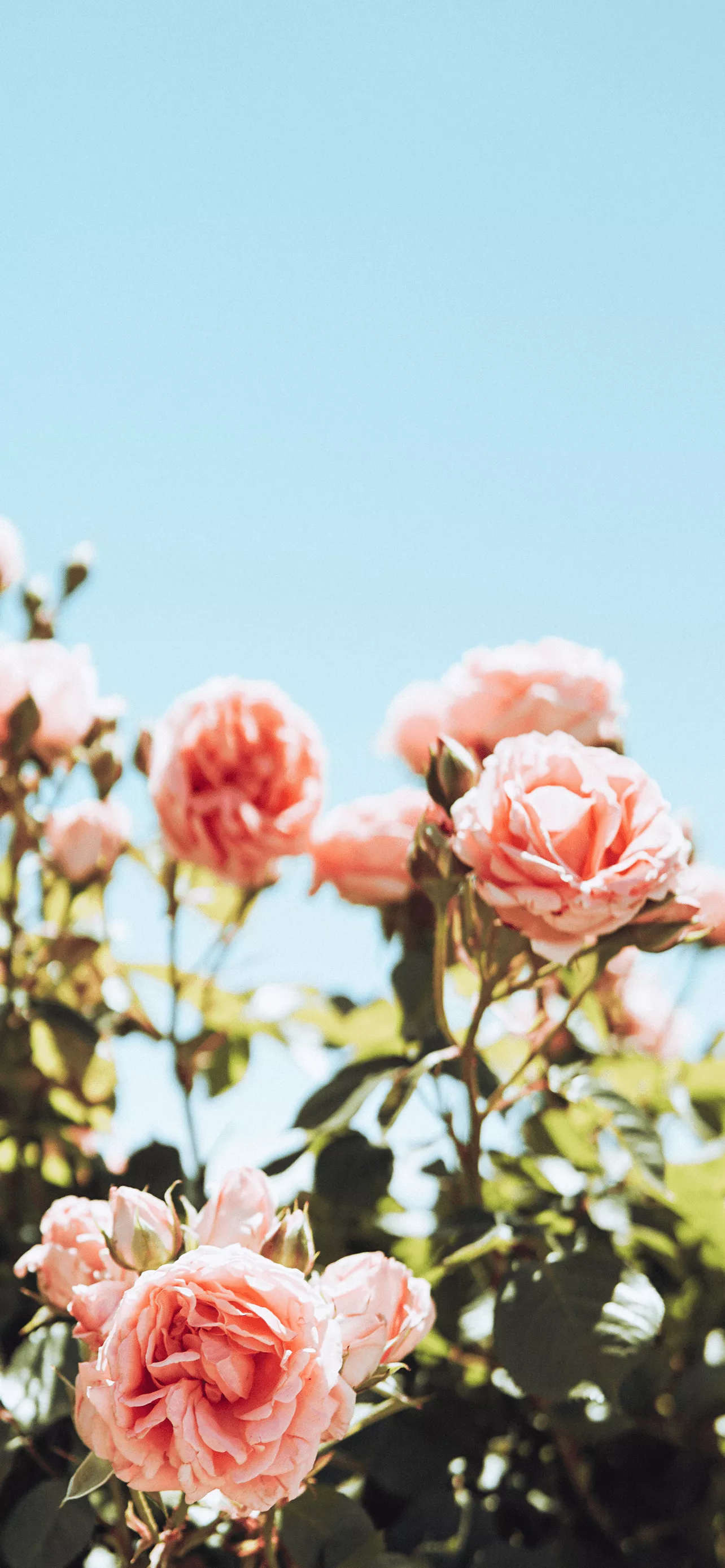 The Best High Res Wallpaper For Your New iPhone 13 Phone