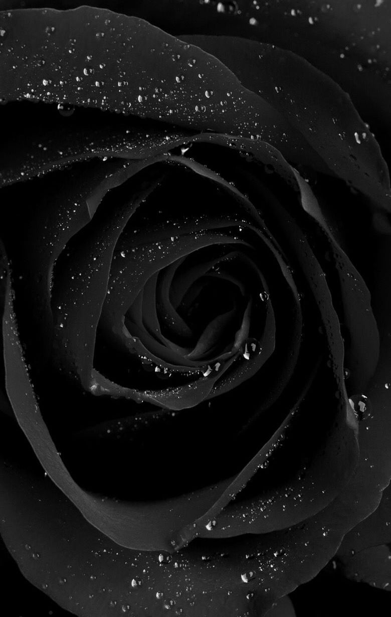 Black Rose iPhone Wallpaper