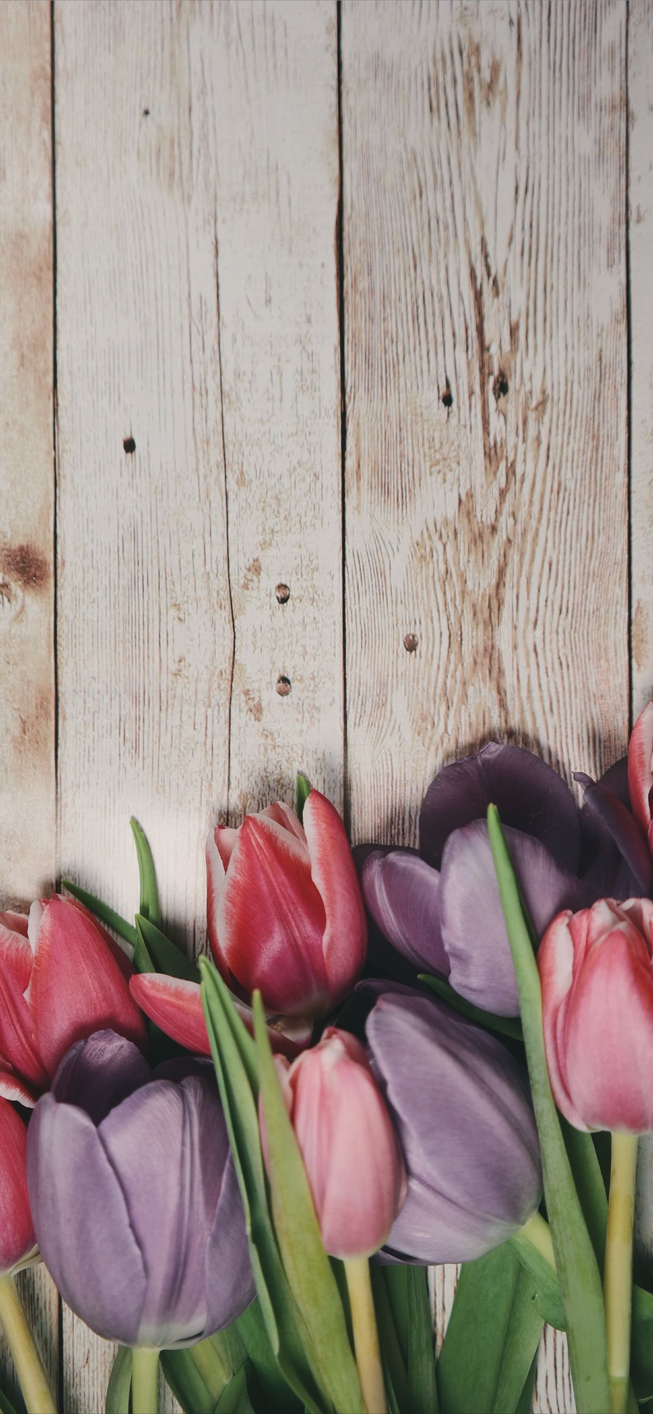 Latest Tulip iPhone HD Wallpaper