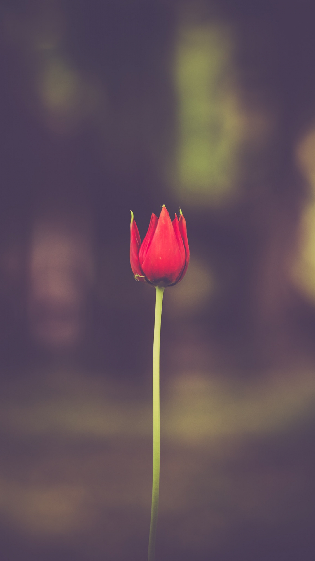 Red Flower Tulip iPhone Wallpaper