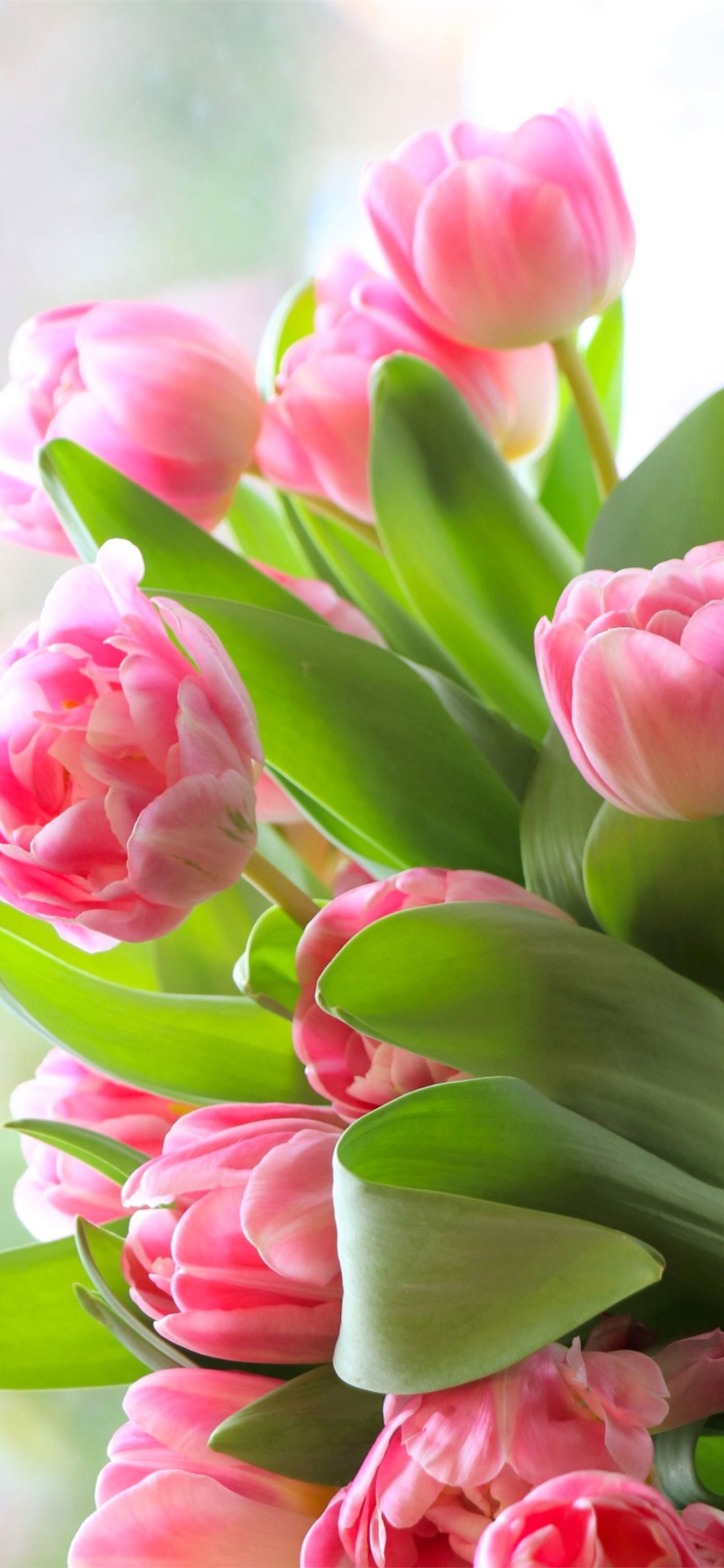 spring tulip wallpaper for iphone