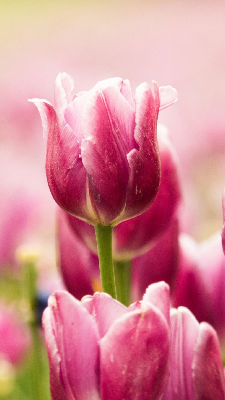 Flower iPhone Wallpaper Archives