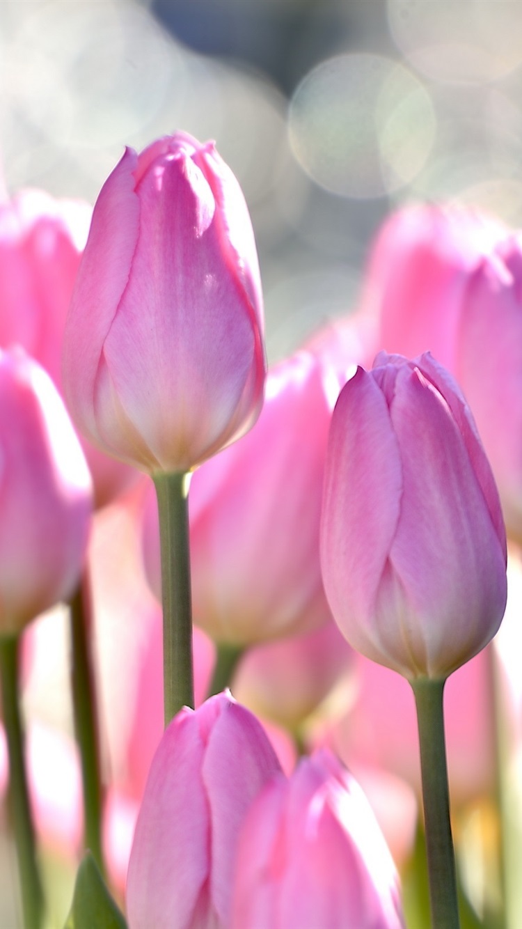 iPhone Wallpaper Pink Tulips, Flowers Field, Bokeh - Обои На Телефон Тюльпаны