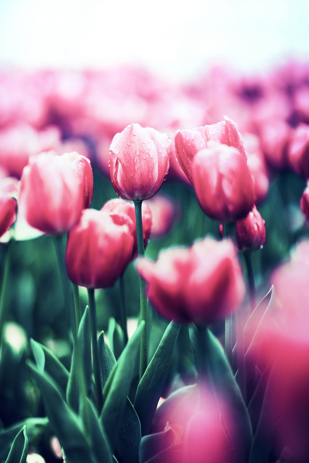 red tulips in bloom during daytime photo