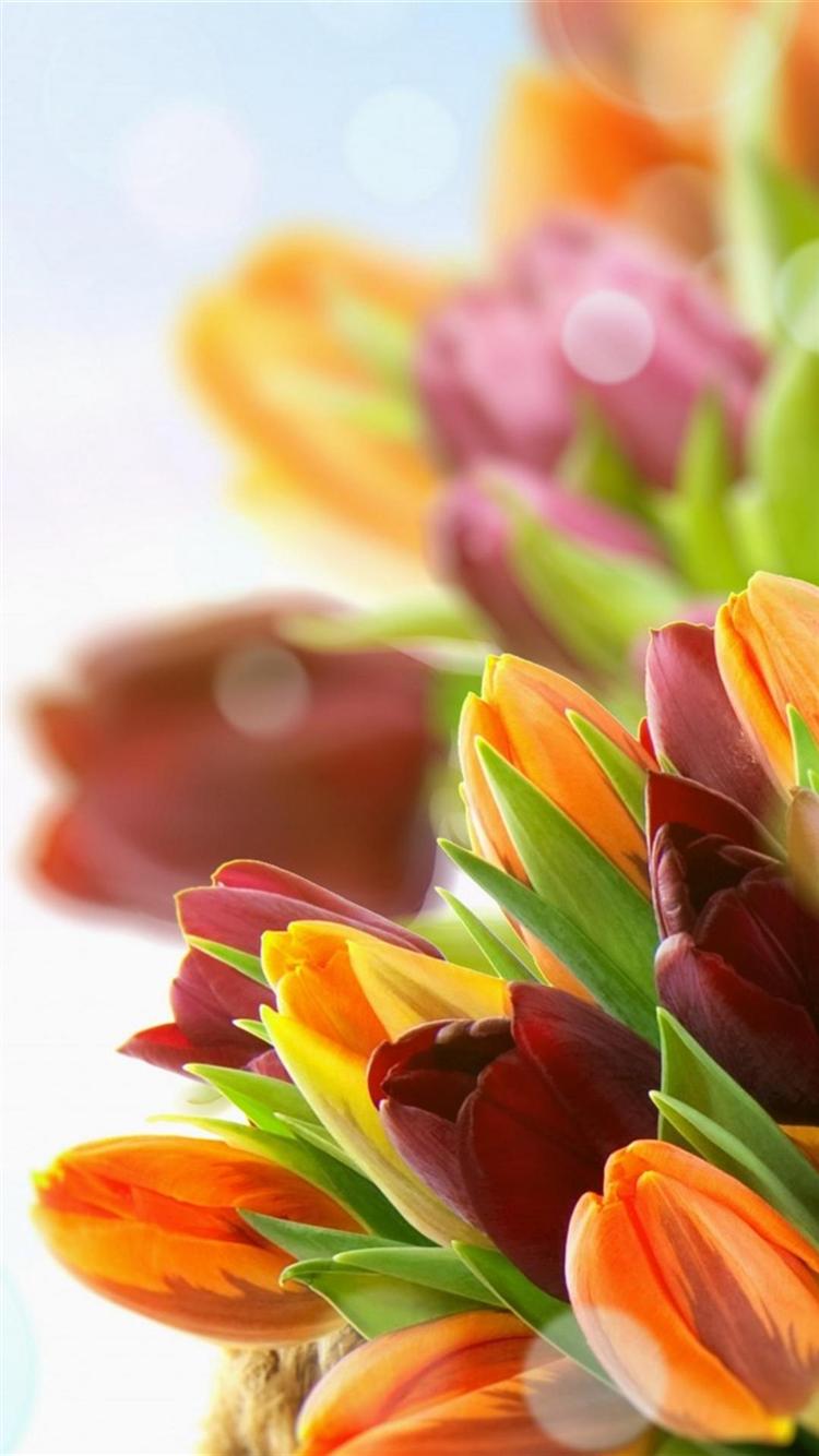 Tulip Wallpaper for iPhone