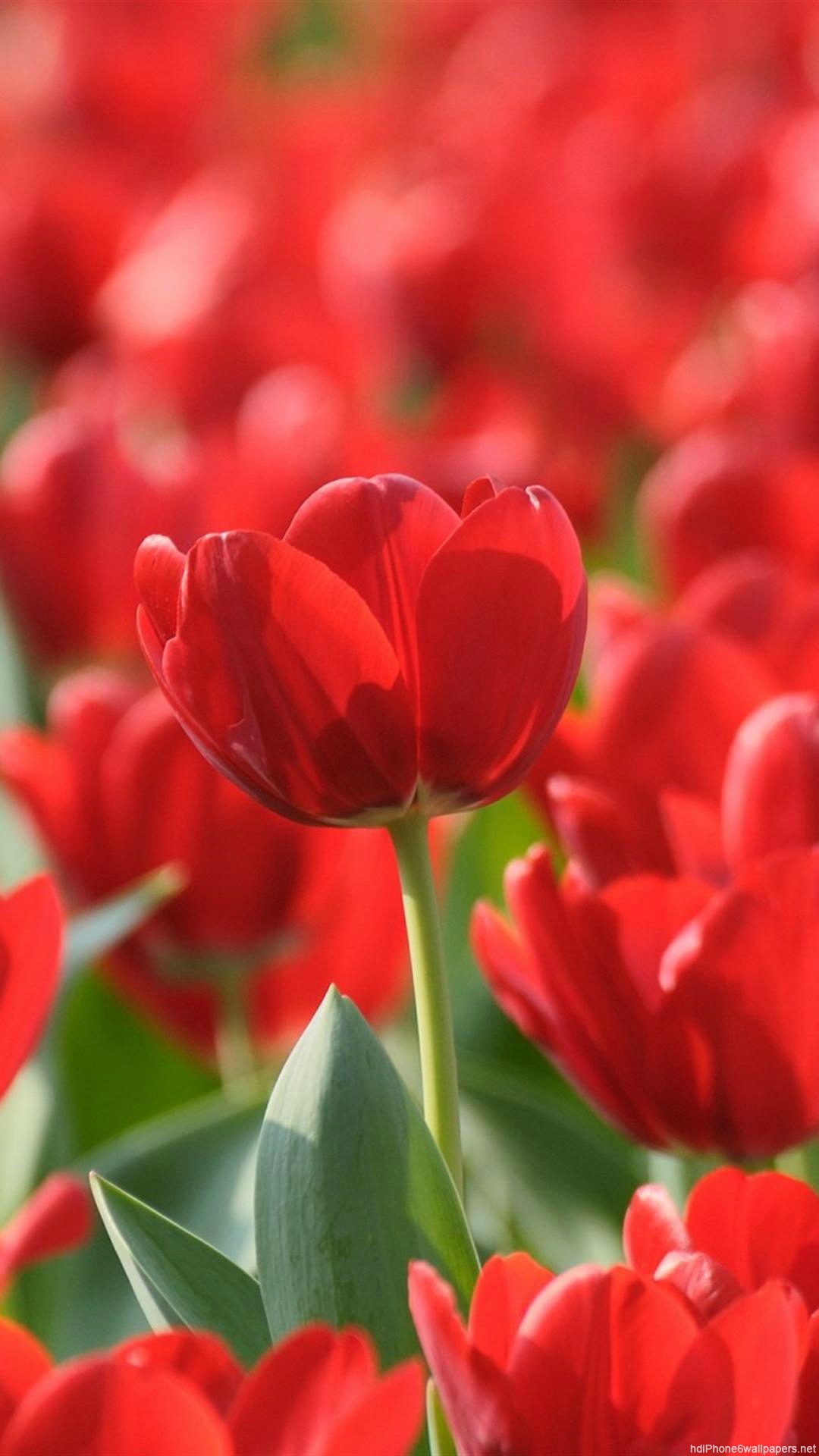 Tulip iPhone 6 Wallpaper HD And Tulip 6 Plus Wallpaper Wallpaper & Background Download