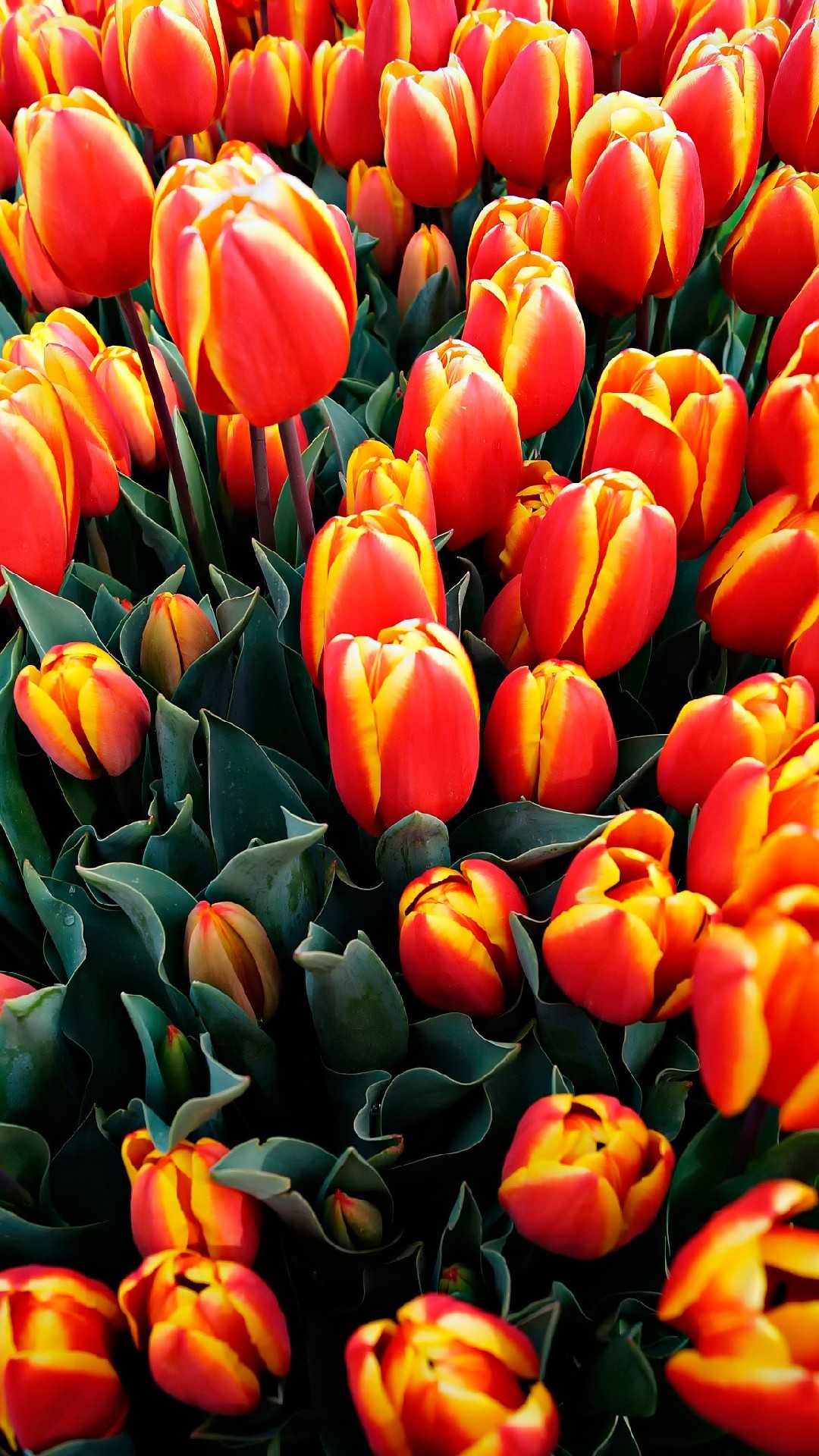 Orange Tulip iPhone 12 Pro Max Wallpaper