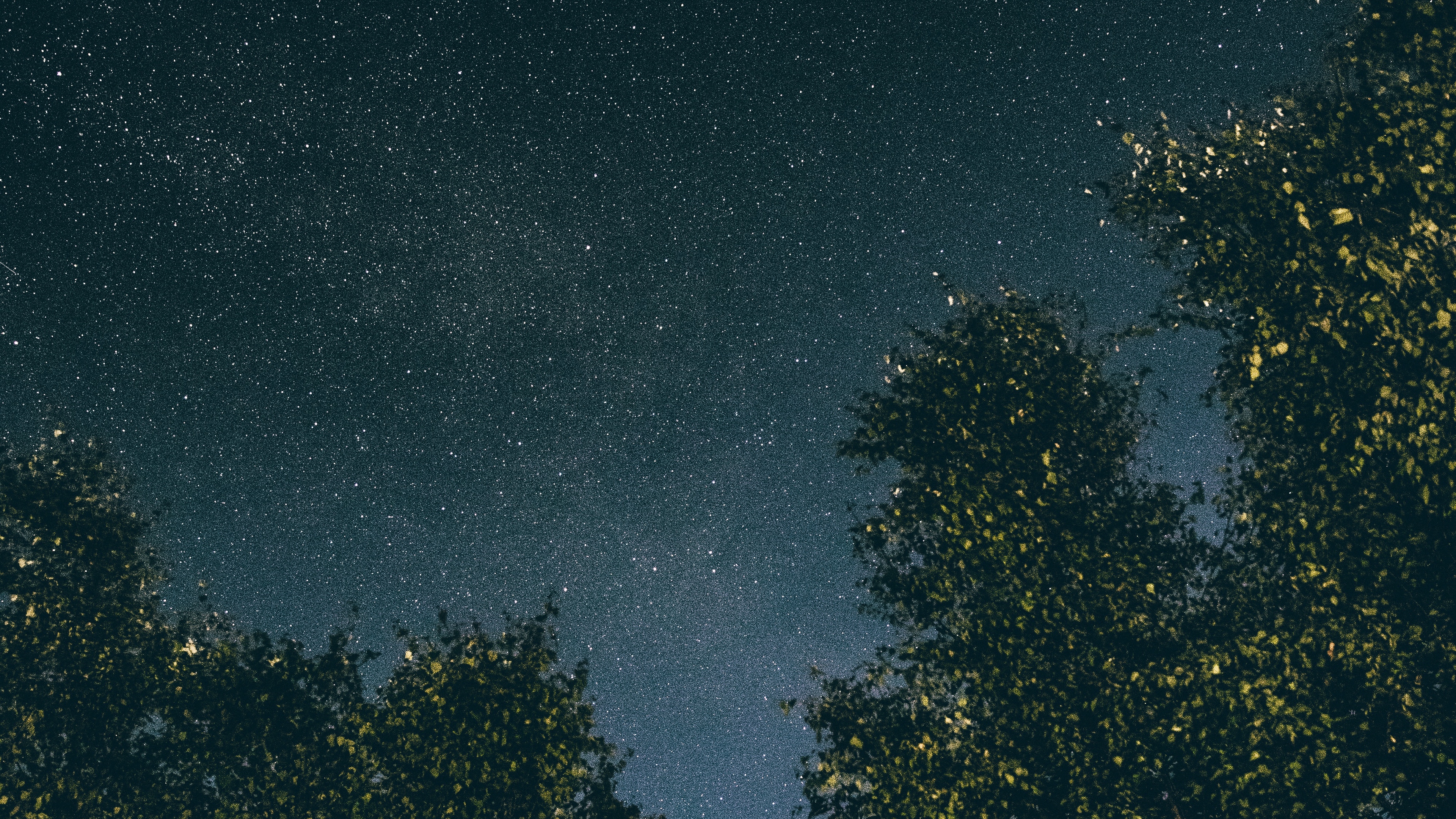Wallpaper 4k trees, starry sky, stars, night 4k Wallpaper