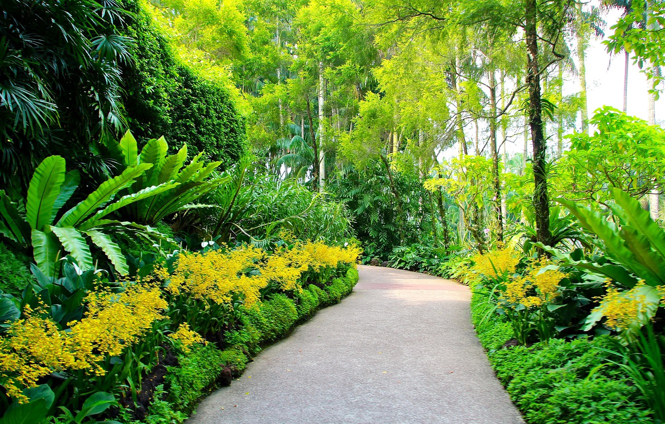 Wallpaper greens, trees, garden, track, Singapore, alley, the bushes, Botanic Gardens image for desktop, section природа
