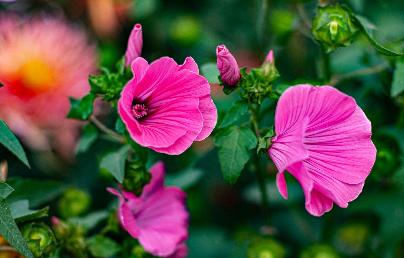 Wallpaper summer, flowers, garden, pink, lavatera, mallow image for desktop, section цветы