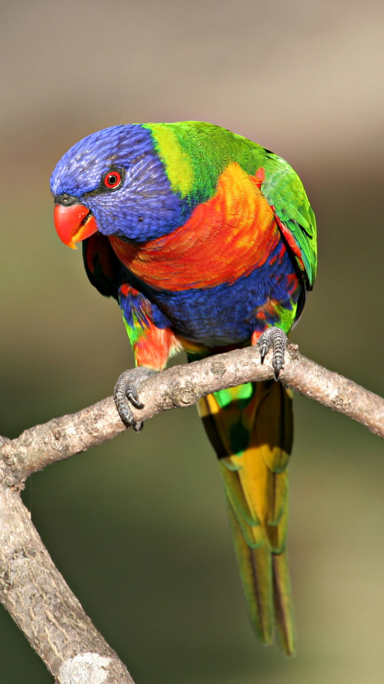Bird Wallpaper: HD, 4K, 5K for PC and Mobile. Download free image for iPhone, Android