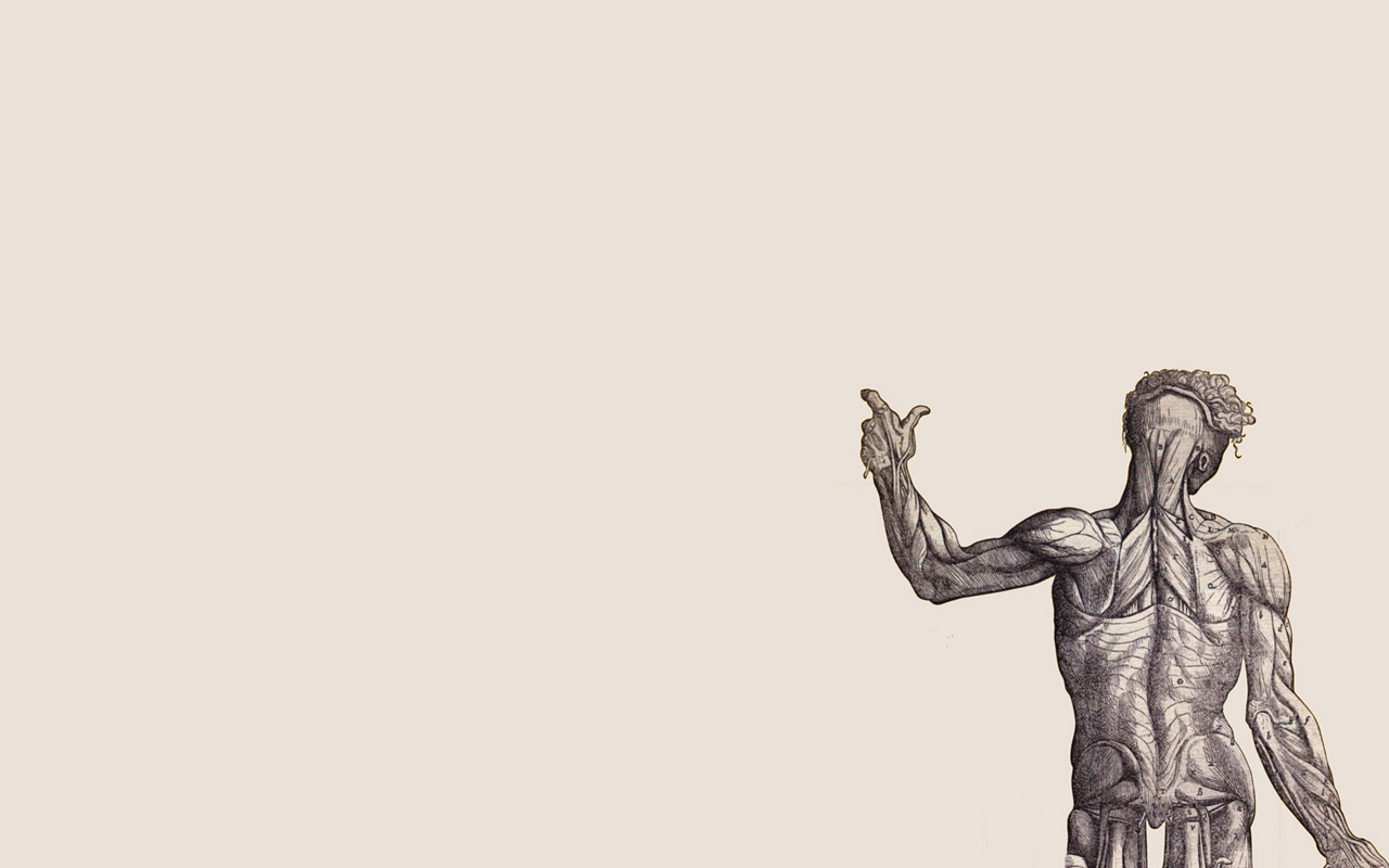 Anatomy Art Wallpaper