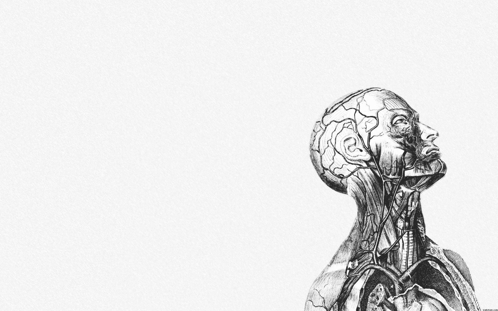 Human Anatomy Wallpaper