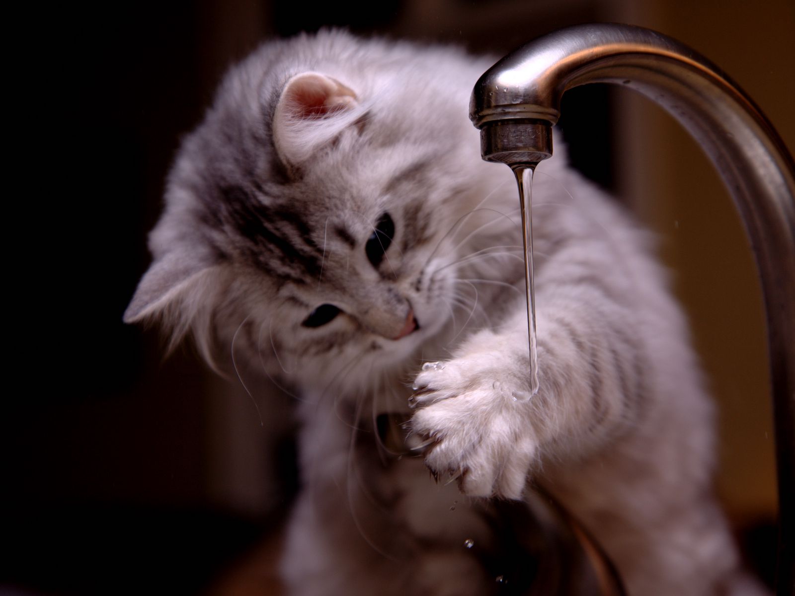 Download wallpaper 1600x1200 kitten, tap, water, jet standard 4:3 HD background