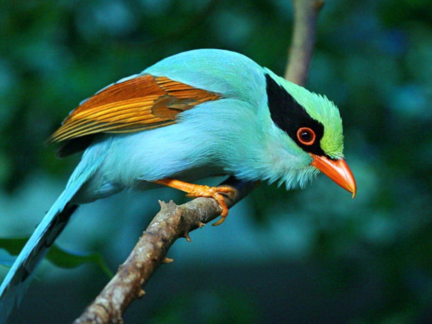 Exotic Bird Wallpaper Free Exotic Bird Background