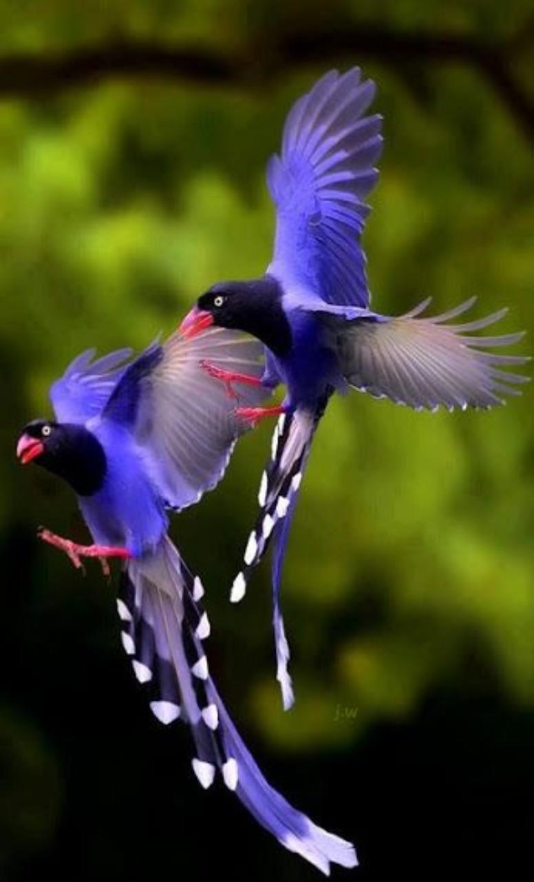 Exotic Birds Wallpaper for Android