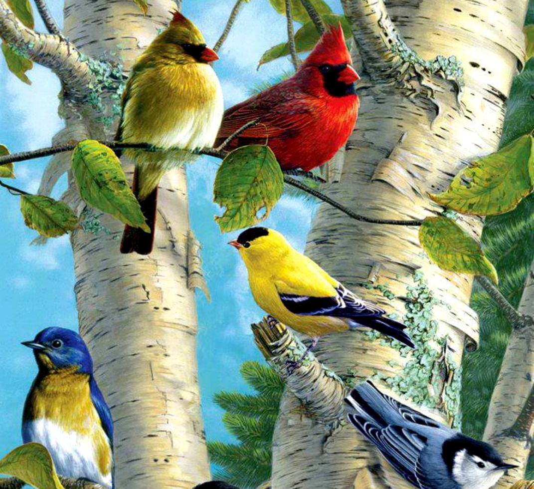 Exotic Bird Wallpaper Free Exotic Bird Background