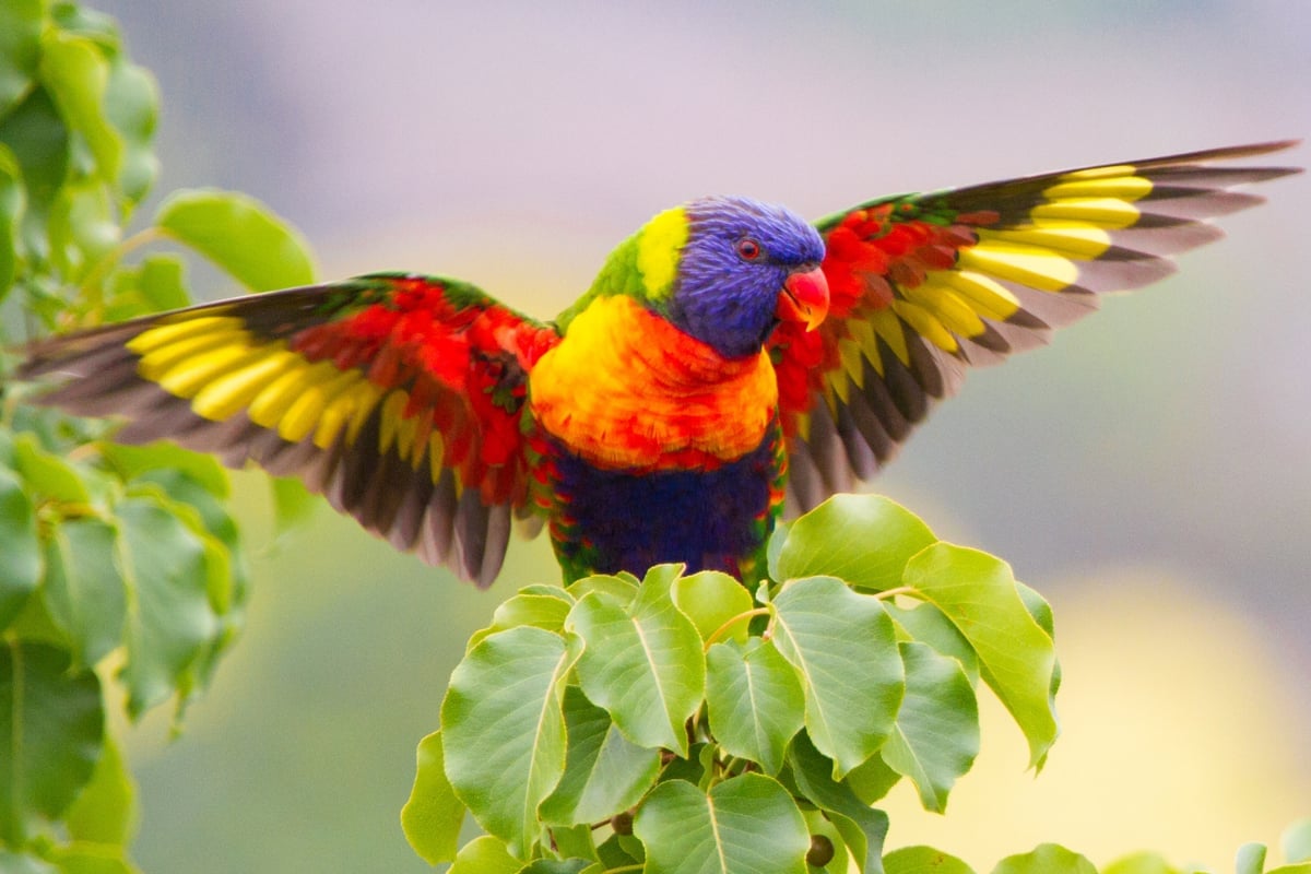 Beautiful Exotic Birds You Won't Believe Can Be This Colorful