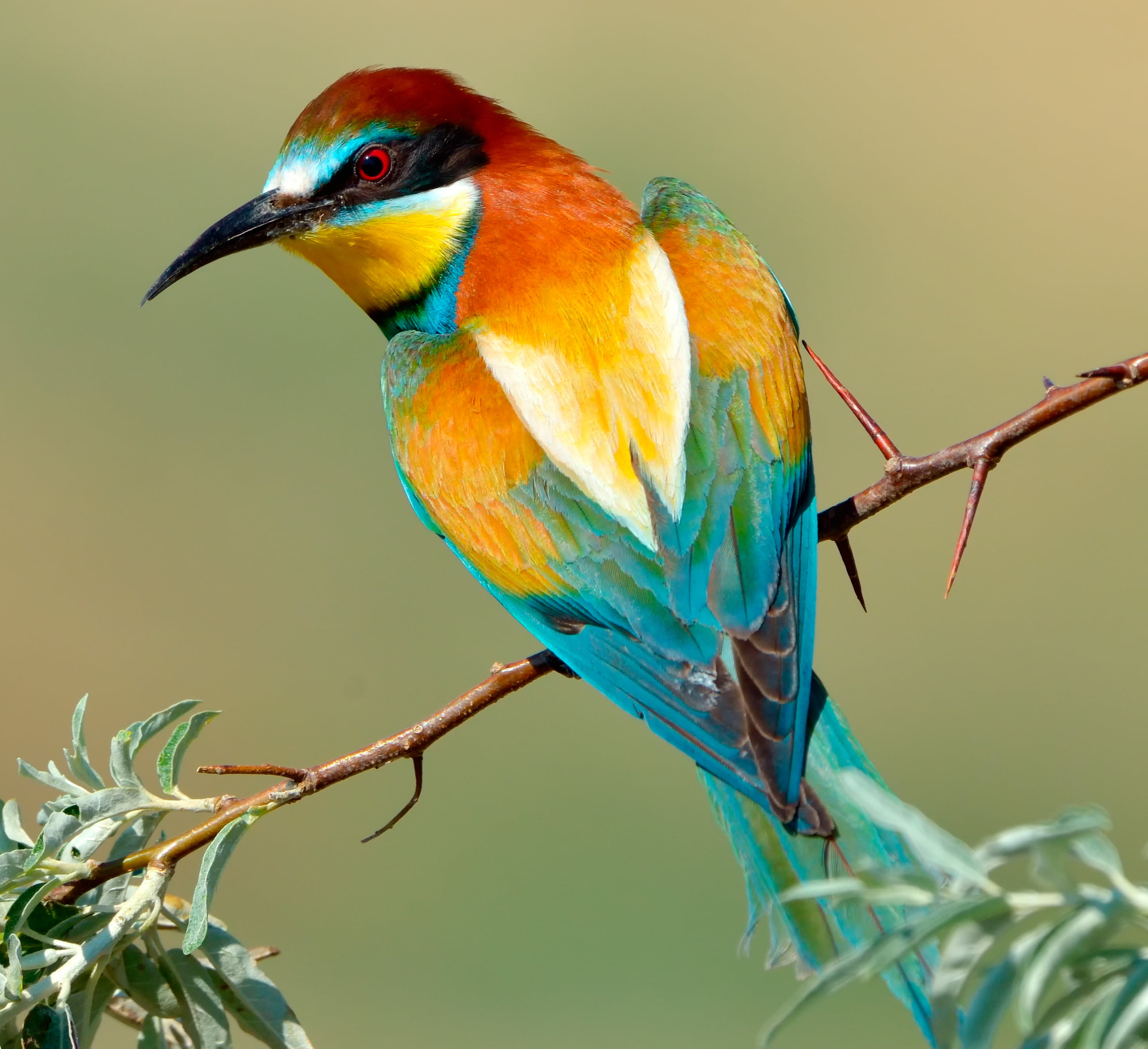 ▷Discover the World's Most Beautiful Exotic Birds