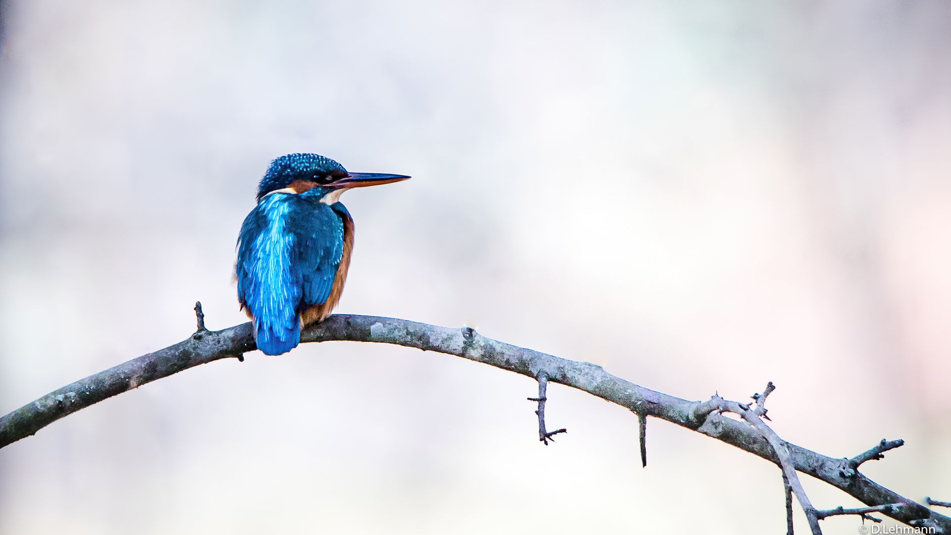 Desktop Wallpaper Blue Bird, Kingfisher, Exotic Bird, HD Image, Picture, Background, 315ed5