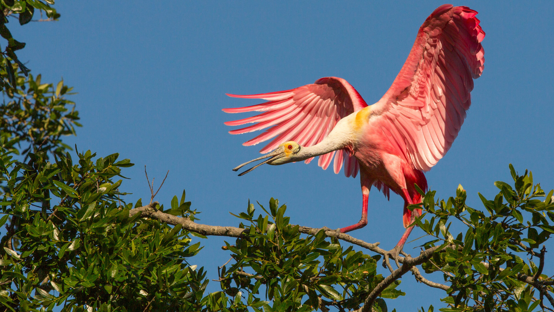 Exotic Birds In Flight