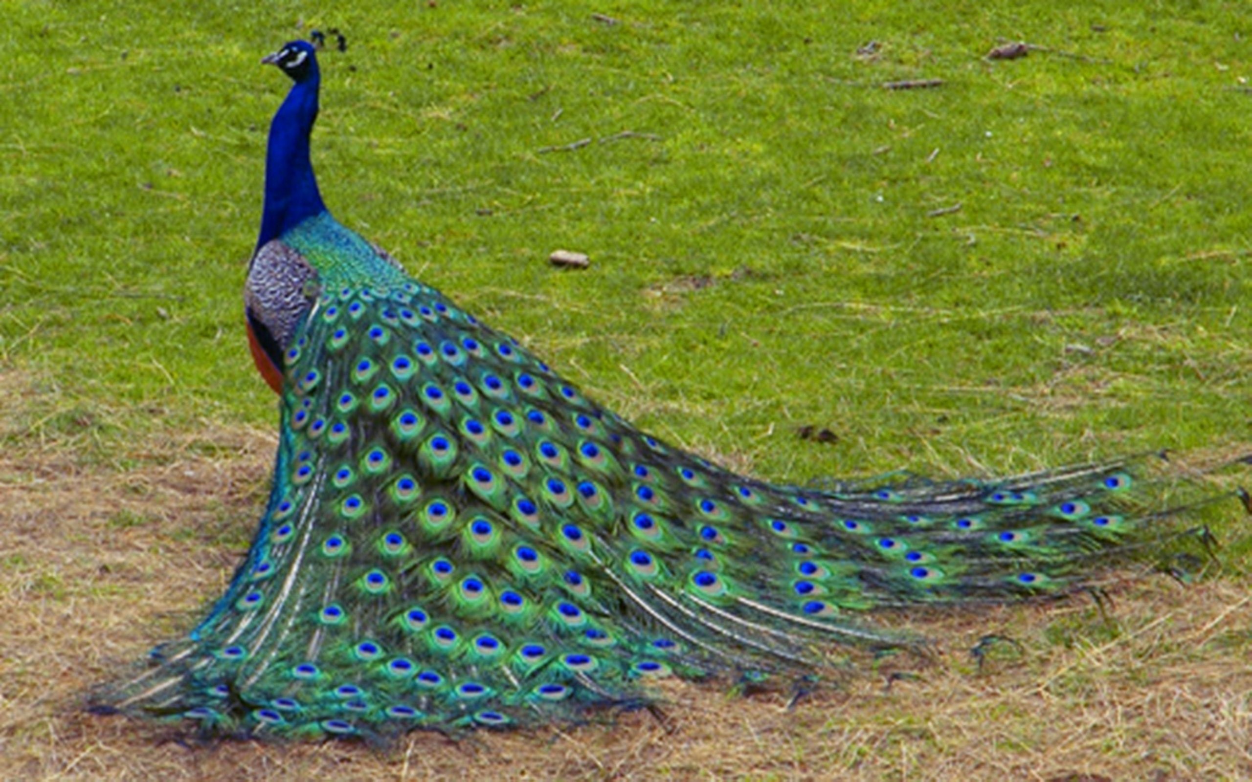 Download HD Peacock Wallpaper Birds In India Wallpaper & Background Download