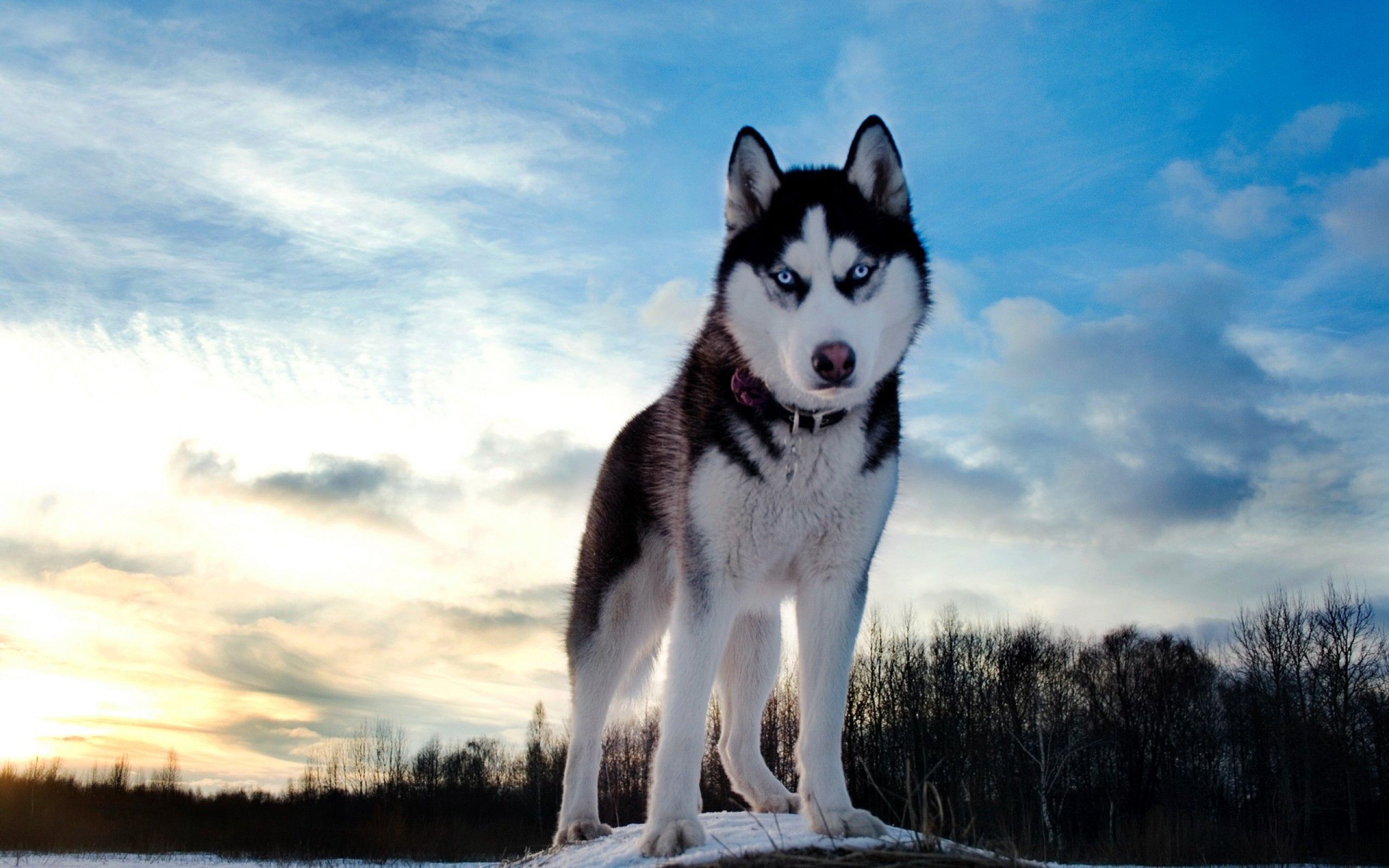 Husky Desktop Wallpaper