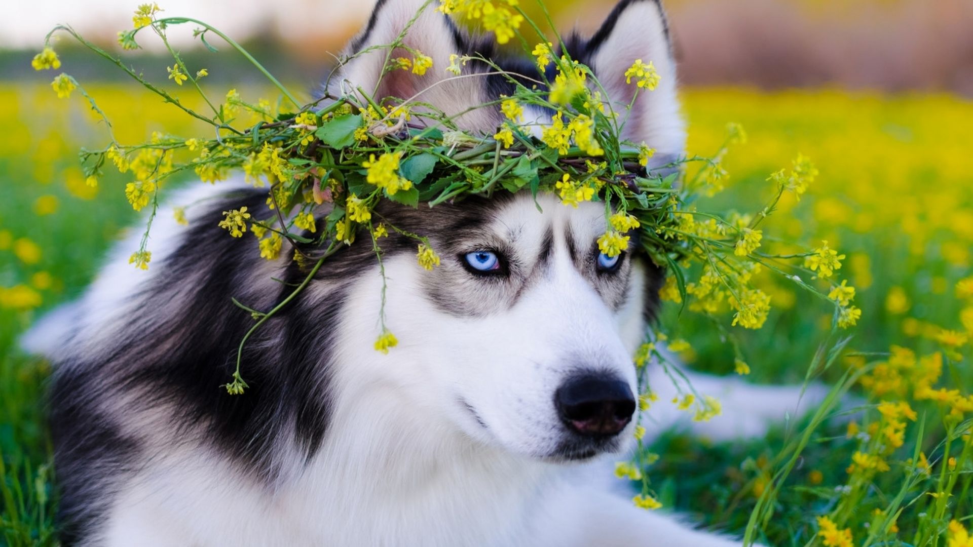 Desktop Wallpaper Siberian Husky Dog, HD Image, Picture, Background, Yclc90