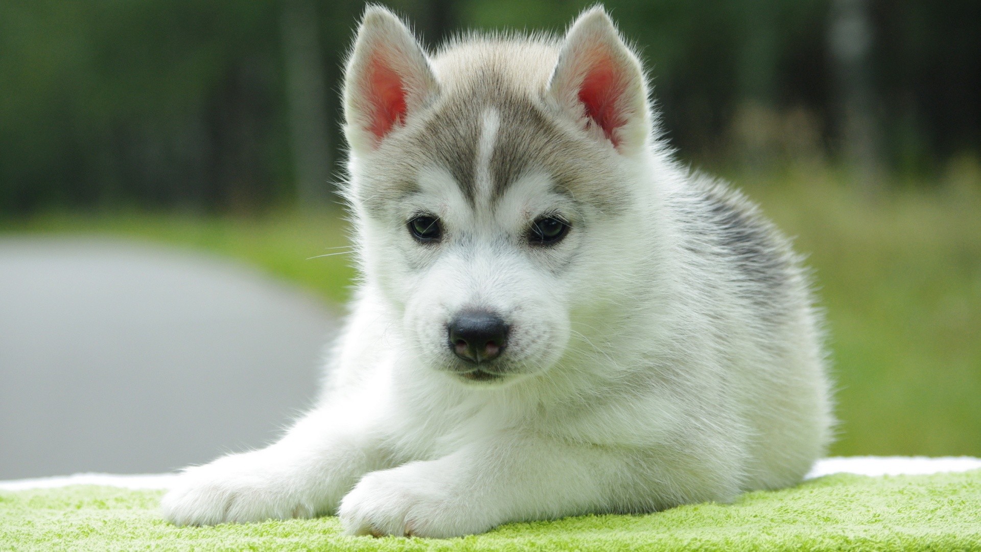 Desktop Wallpaper Of Cute Puppies Husky Cute Dogs