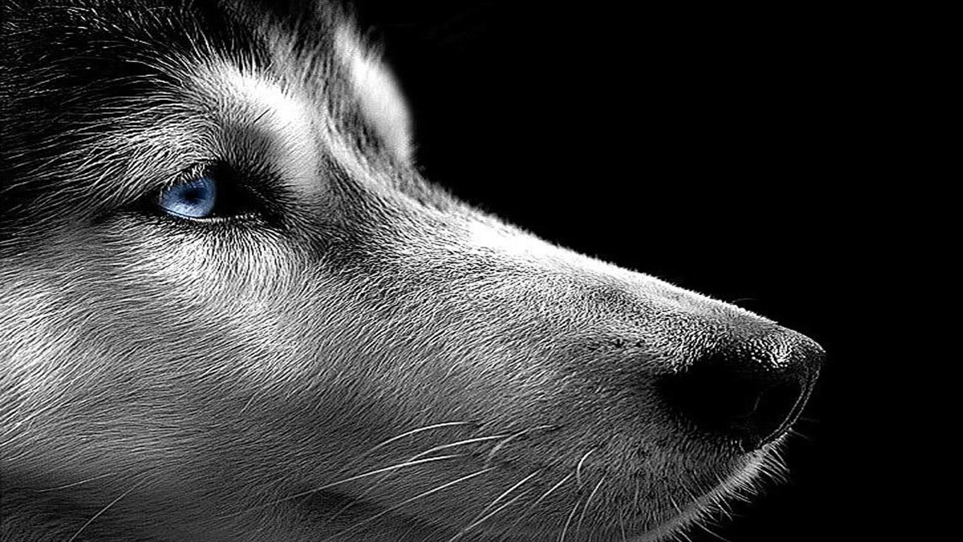 Huskies. Husky, Husky faces, Dog image