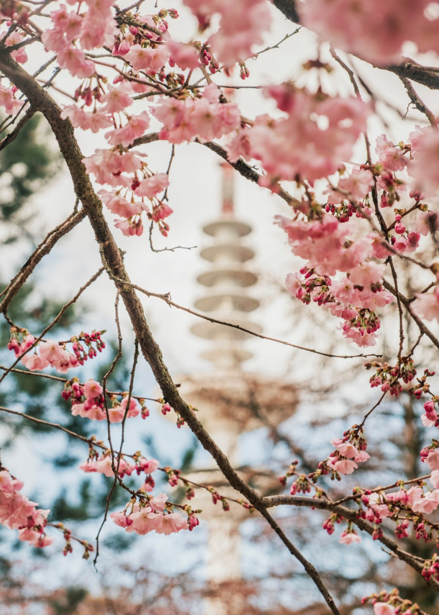 Cherry Blossom Building' Poster by Bear Amber Art. Displate. Hello spring wallpaper, Spring wallpaper, Black and white wallpaper iphone