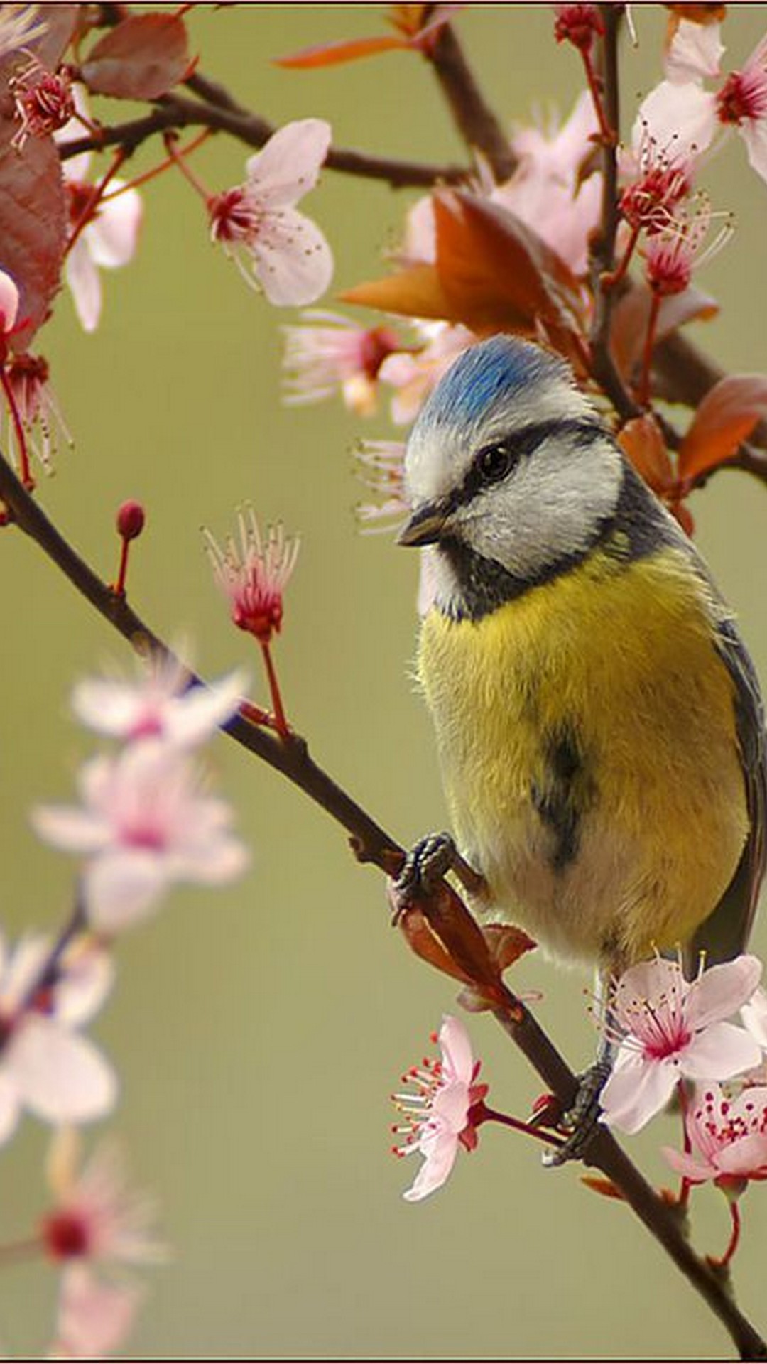 Wallpaper Android Cute Spring Android Wallpaper