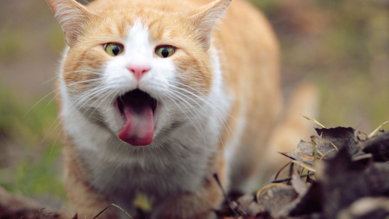 Download wallpaper 1366x768 cat, face, tongue, leaves, spring tablet, laptop HD background