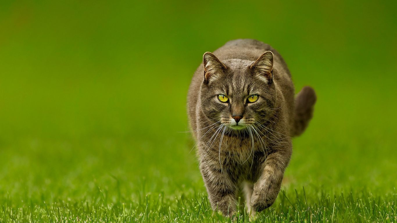 Download wallpaper 1366x768 cat, spring, lawn, green, nature tablet, laptop HD background