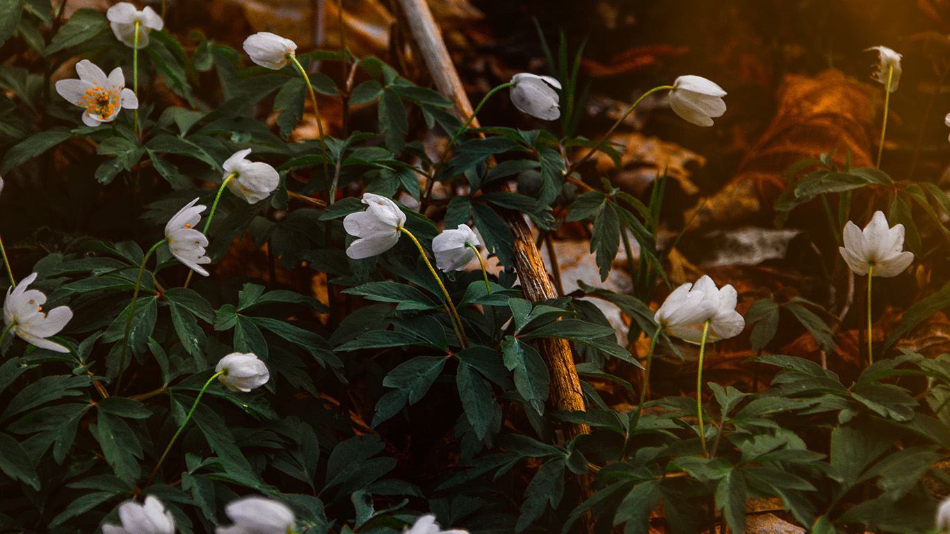 wallpaper for desktop, laptop. nature flower white wood