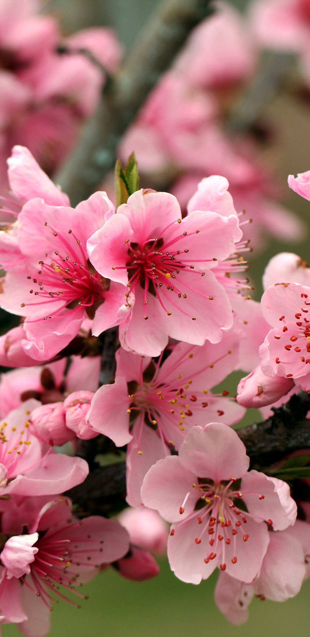 Apple Tree Bright Spring Pink Flowers Blossom Tree Flower