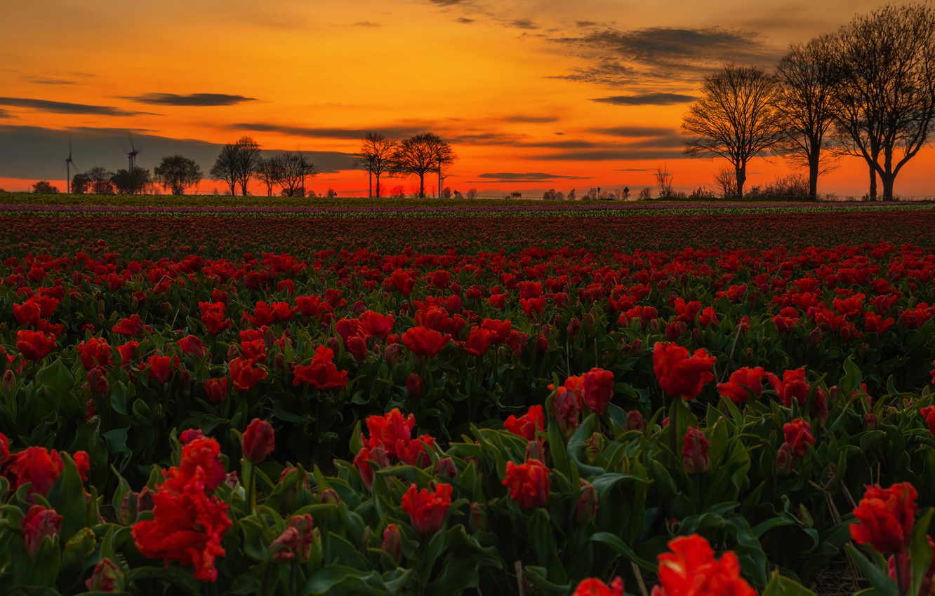 Wallpaper field, the sky, clouds, sunset, flowers, bright, spring, the evening, tulips, red, a lot, plantation, Terry, Tulip field image for desktop, section пейзажи