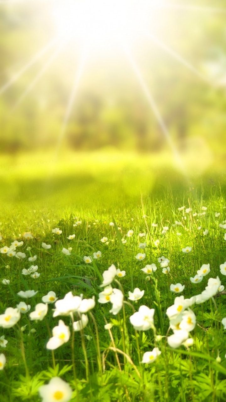 Spring nature wallpaper full HD phone background for iPhone & android lock screen. Nature wallpaper, Spring nature, Phone background