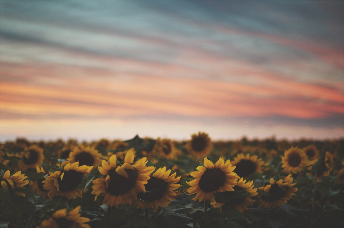 Colors, Nature, And Sky Image Sunset With Sunflowers