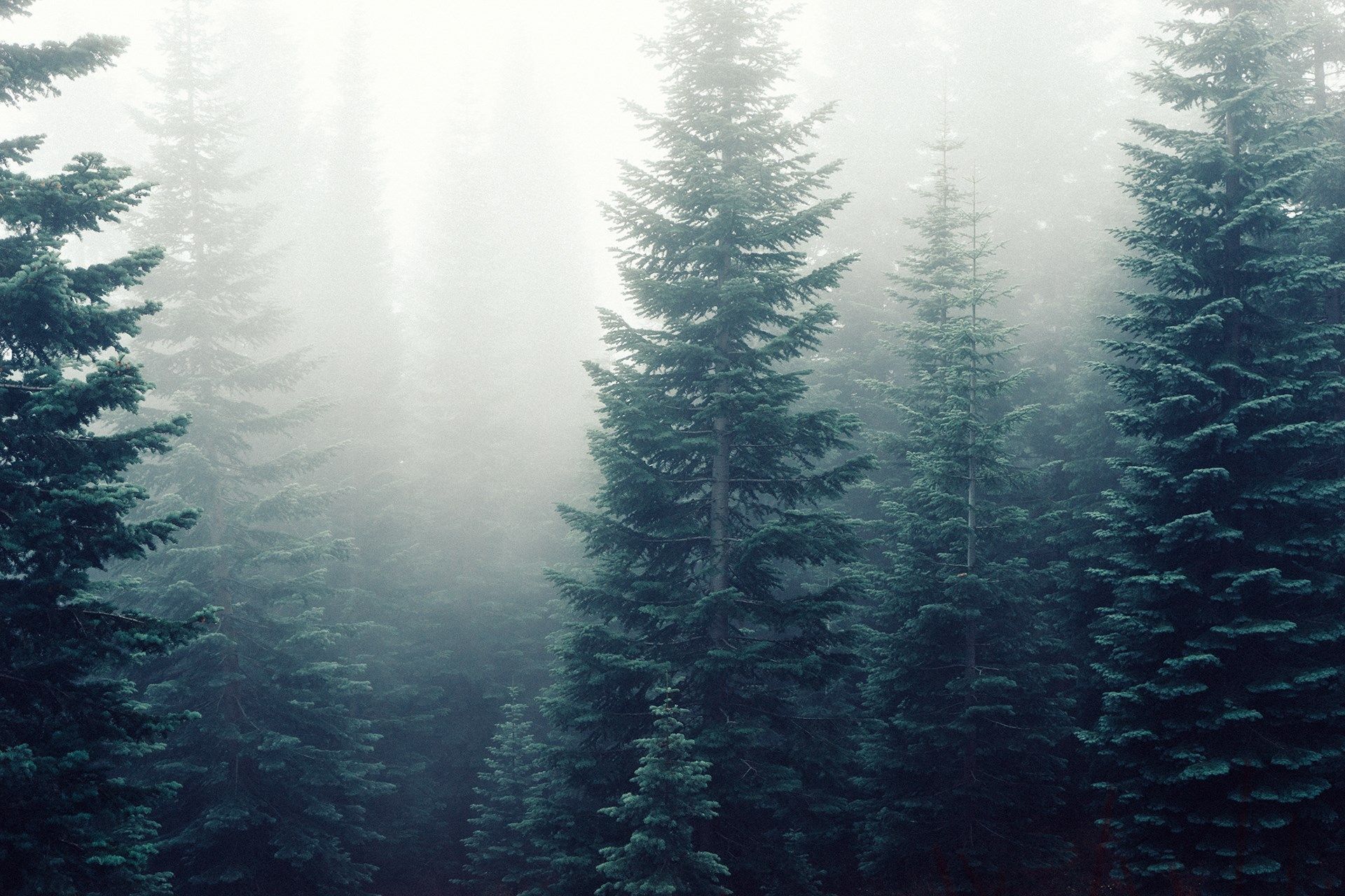 Forest Computer Wallpaper, HD Forest Computer Background on WallpaperBat