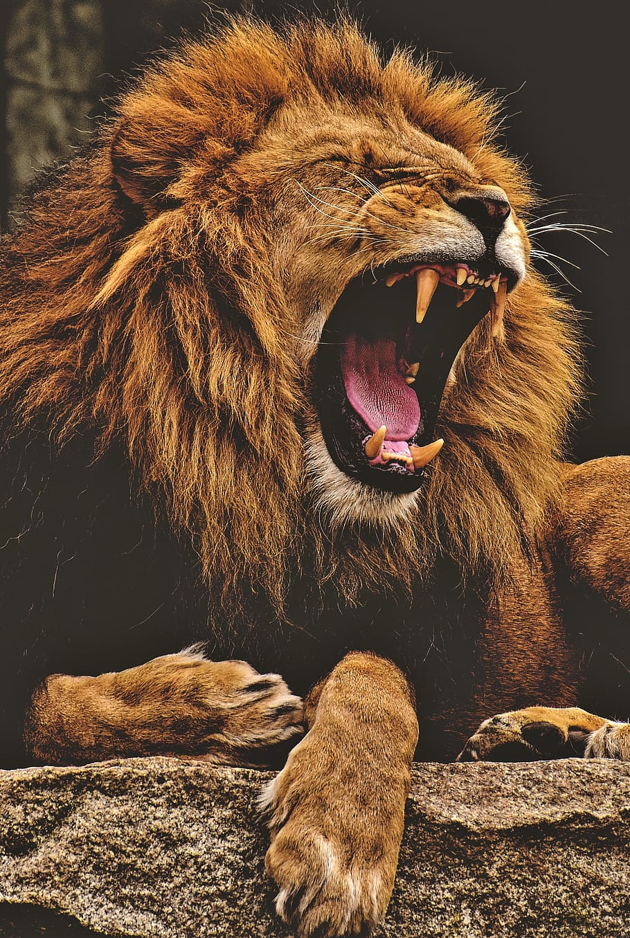 Lion, Predator, Dangerous, Mane, Big Cat, Male, Zoo, Lion Wallpaper HD Wallpaper & Background Download